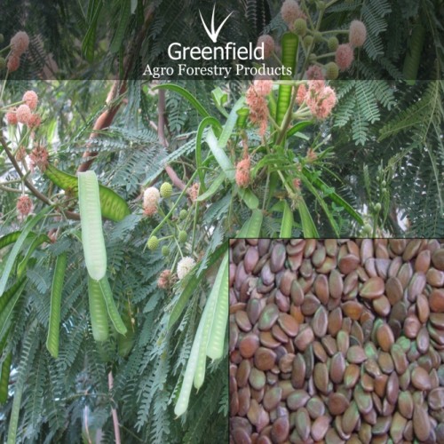 Subabool tree seeds ( leucaena leucocephala )